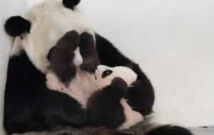 Zoo In No Hurry To Show Off Panda Cub
