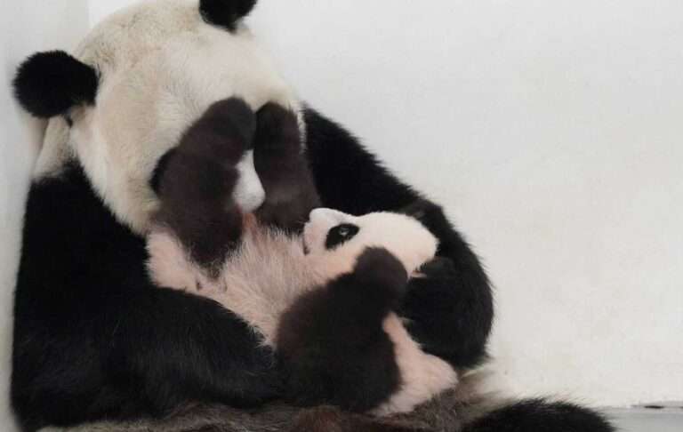 Read more about the article Zoo In No Hurry To Show Off Panda Cub