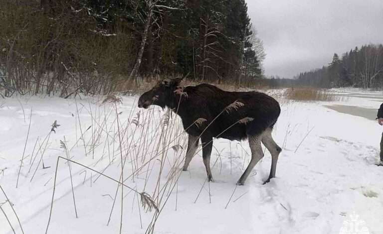 Read more about the article Huge Elk That Fell Through Ice With Calf Is Rescued