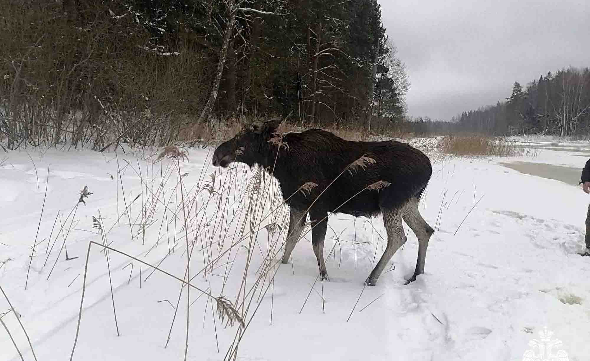 Huge Elk That Fell Through Ice With Calf Is Rescued