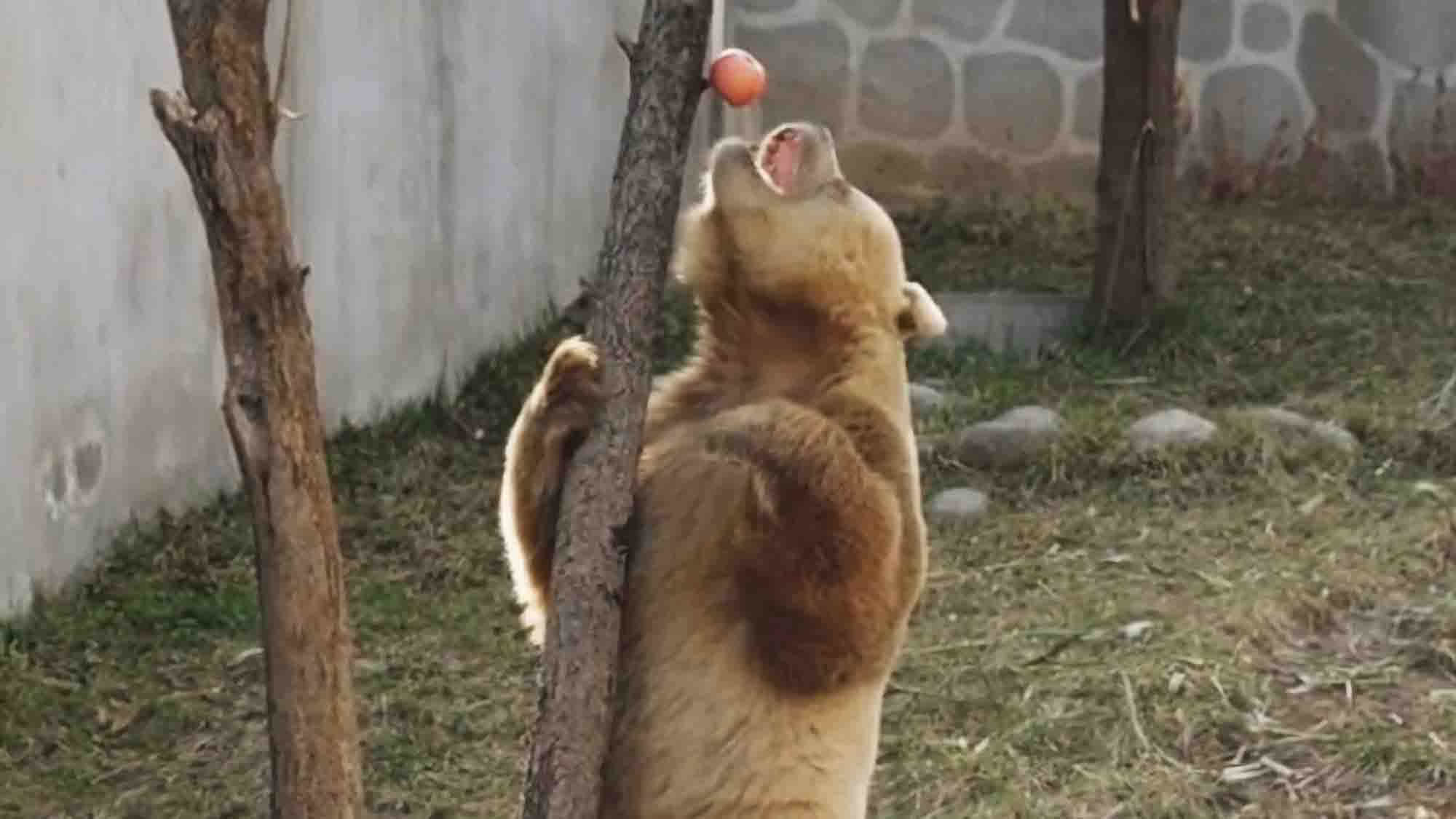 Silly Brown Panda Stands Open-Mouthed Under Tree Waiting For Apple To Fall In On Its Own