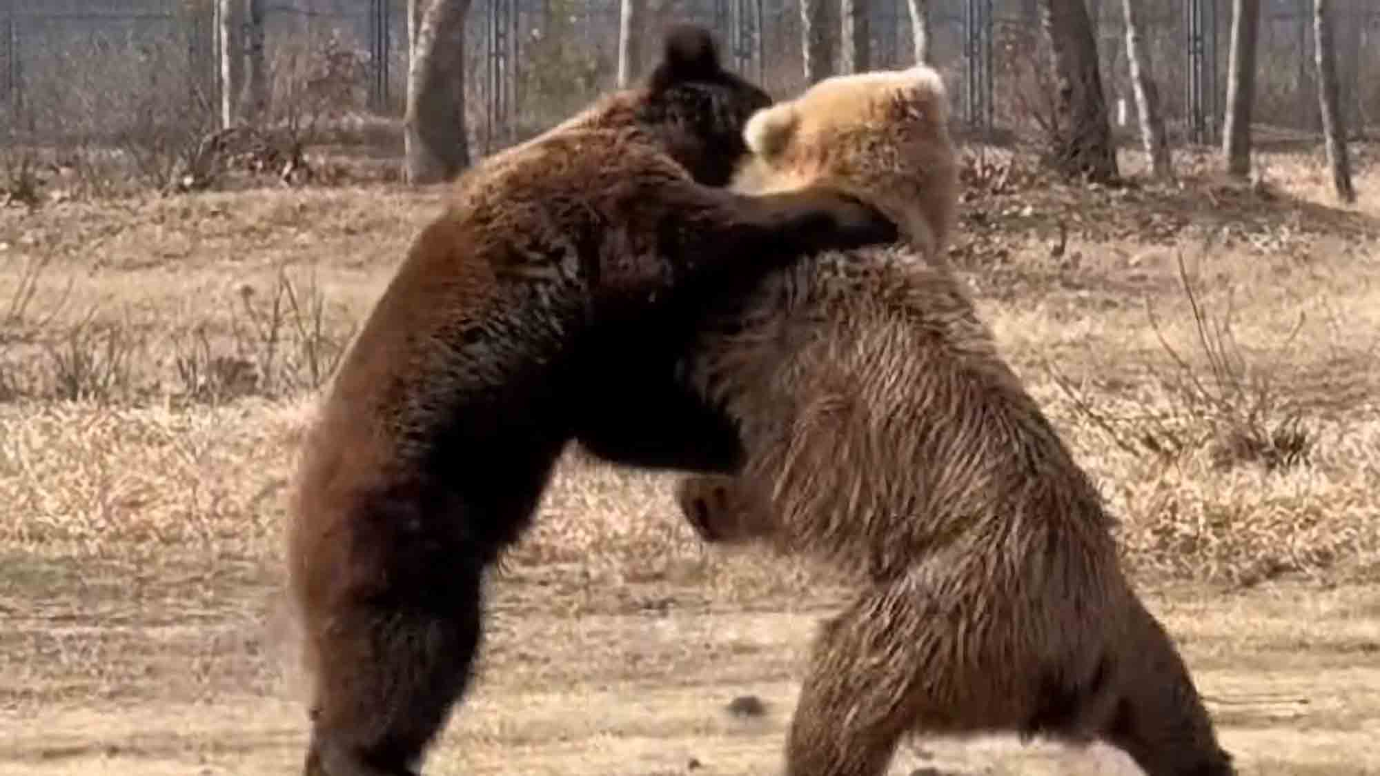 Two Brown Bears Wrestle Over Carrot Before A Third One Intervenes To Break Them Up