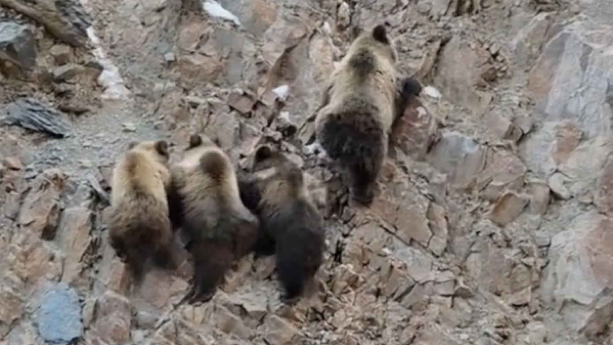 Tibetan Bears Pick Up Climbing Pace After Hyped Female Tourist Starts Yelling At Them