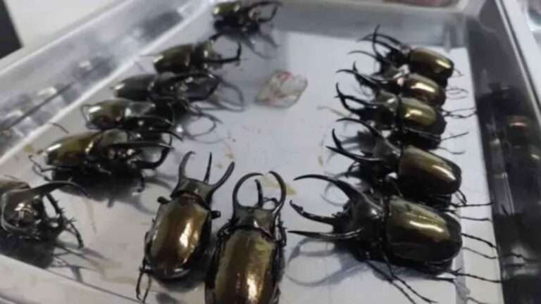 Moment Woman Is Caught Trying To Smuggle 439 ‘Alien’ Beetles Into China Airport