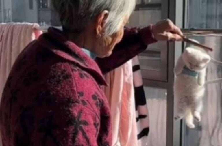 Read more about the article Old Woman ‘Hangs’ Kitten To Dry On Clothes Rack After Its Bath