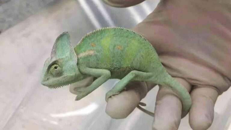 Read more about the article Female Traveller Caught Smuggling 11 Chameleons Concealed In Plastic Bags In Coat Pockets