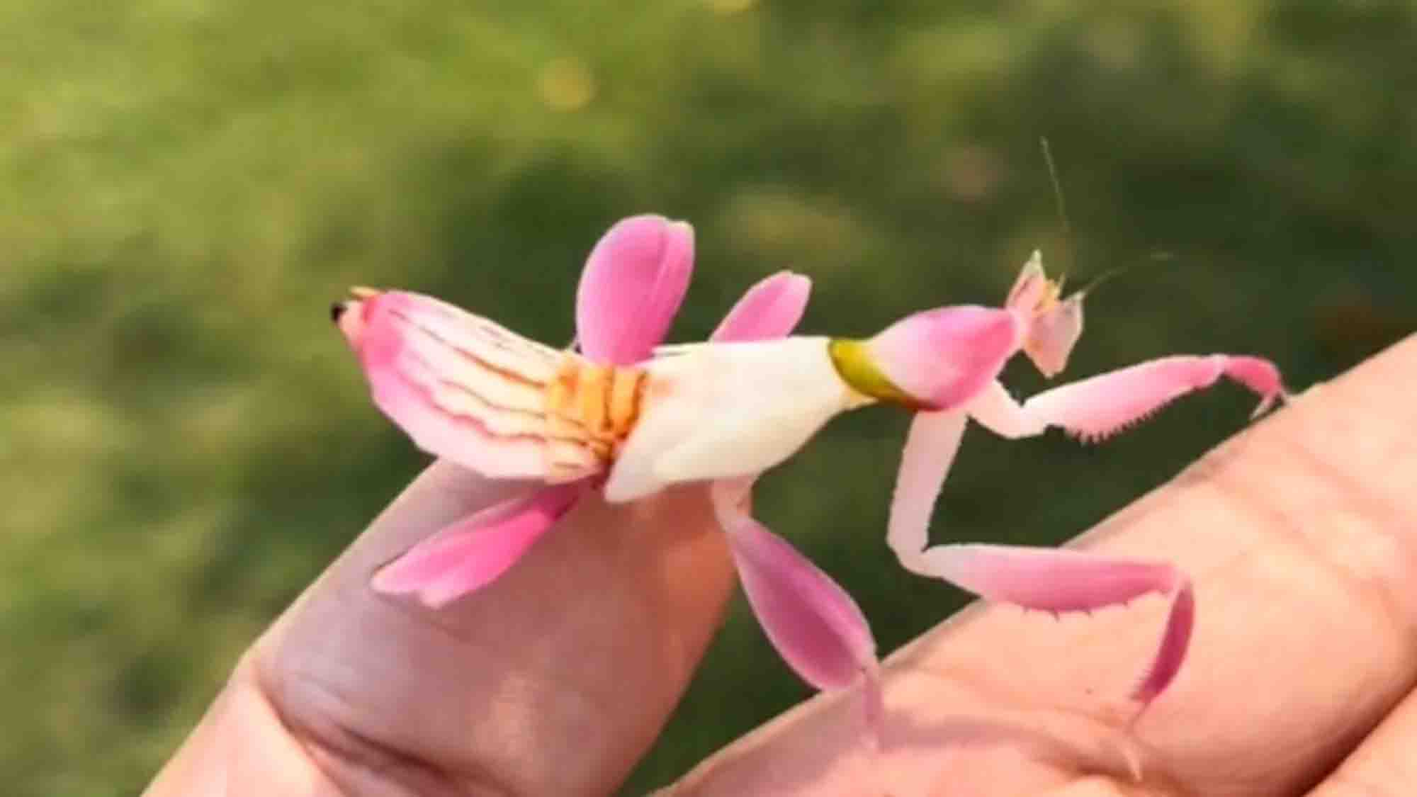 Mesmerising Moment Vibrant Orchid Mantis Delicately Moves On Individual’s Palm