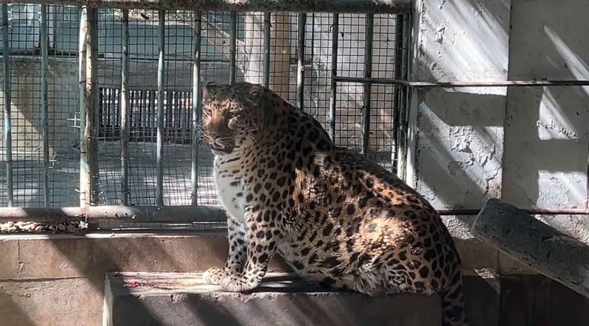 Zoo’s Popularity Skyrockets Online After Visitors Ridicule Plump Leopard