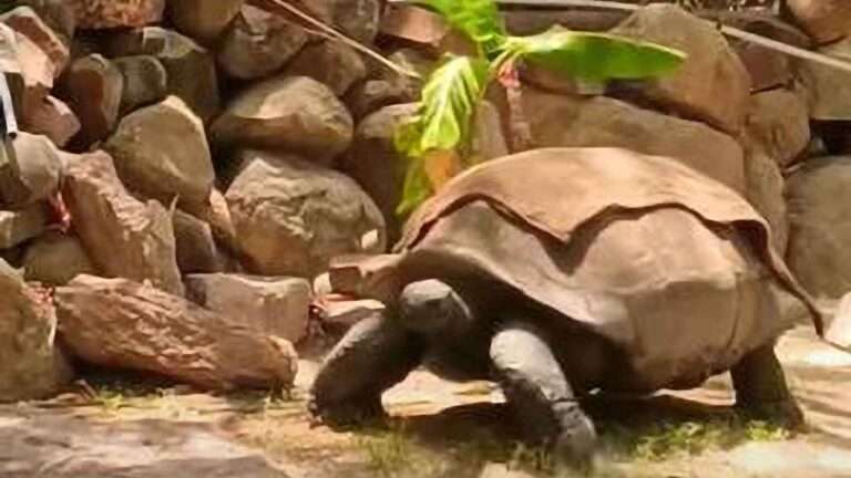 Read more about the article Giant Tortoise Dies At 125 After Suffering Multiple Organ Failure Due To Old Age