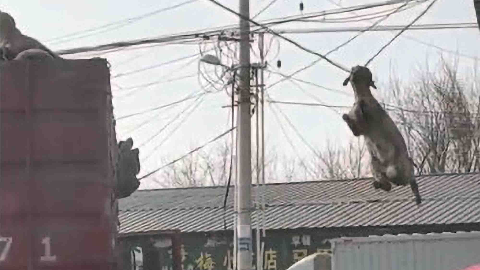 Dramatic Rescue As Lamb Hangs From Powerline By Its Horns After Transportation Lorry Passed Underneath