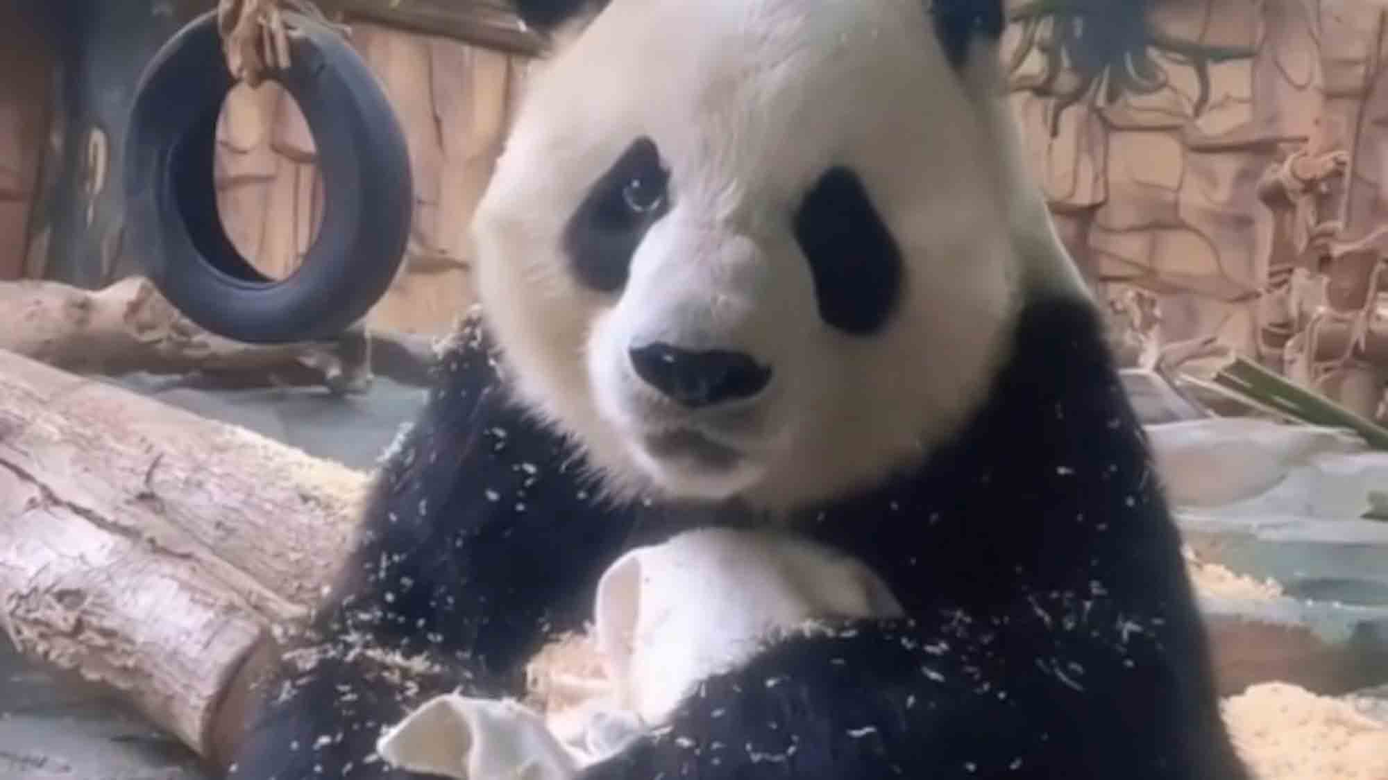 Giant Panda Giving Zookeeper Puppy-Eyes After Tearing Pillow Apart