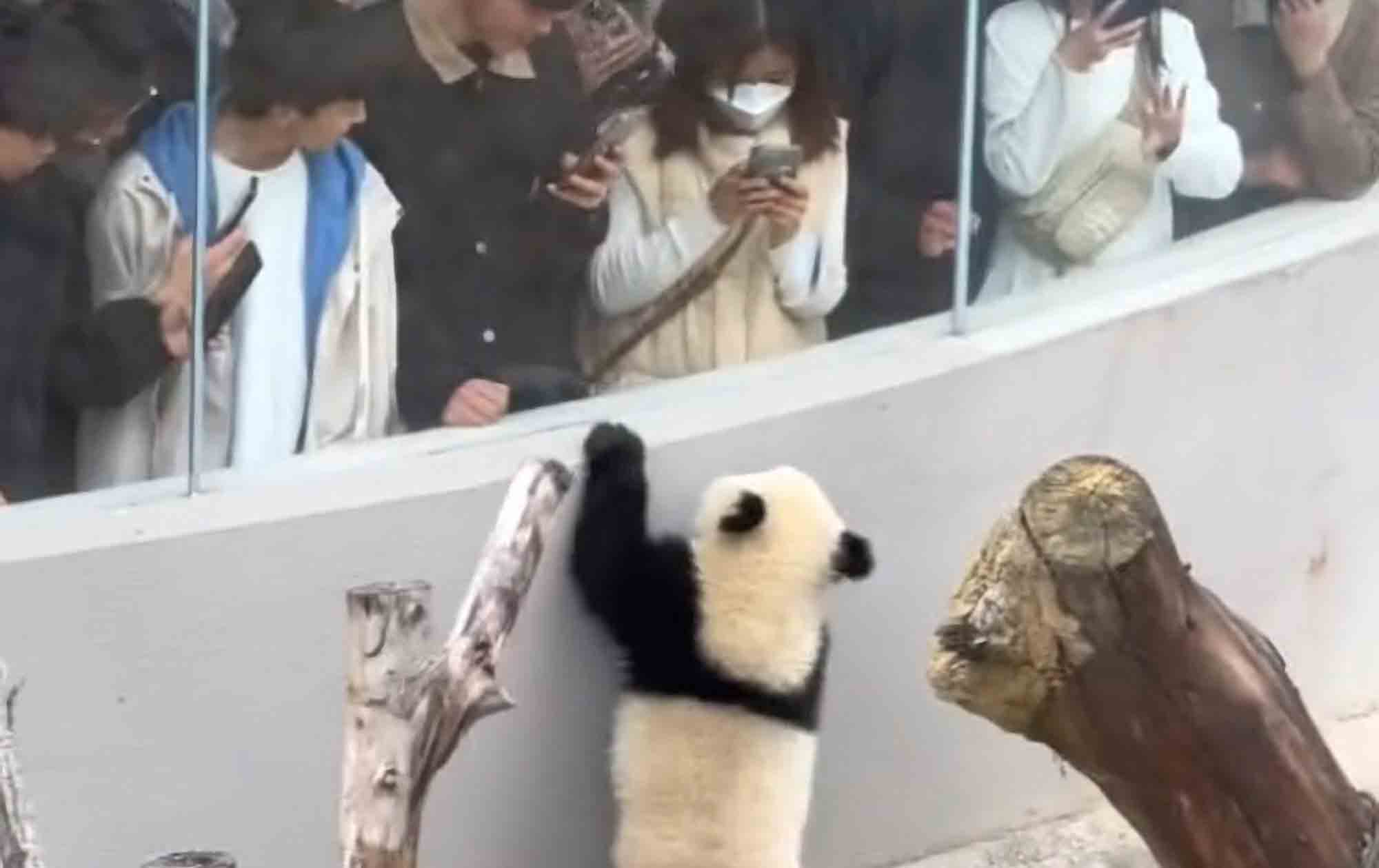 Viral Moment Panda Cub Goes Around On Hind Legs Greeting Queueing Zoo Visitors