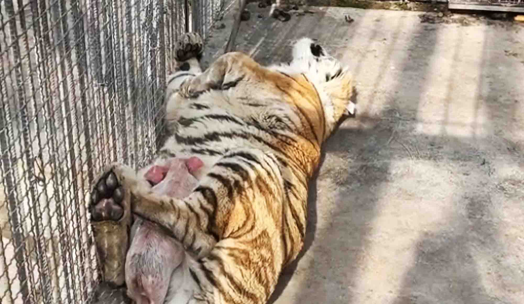 Tiny Piglet Cuddles Up With Tigger For Afternoon Nap At Zoo