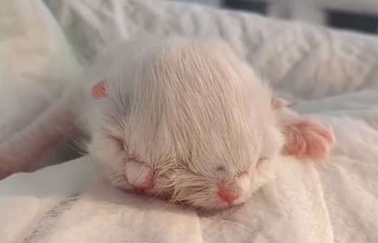 Read more about the article Extremely Rare Two-Headed Kitten Born To Stunned Cat Owner And Beats Survival Odds