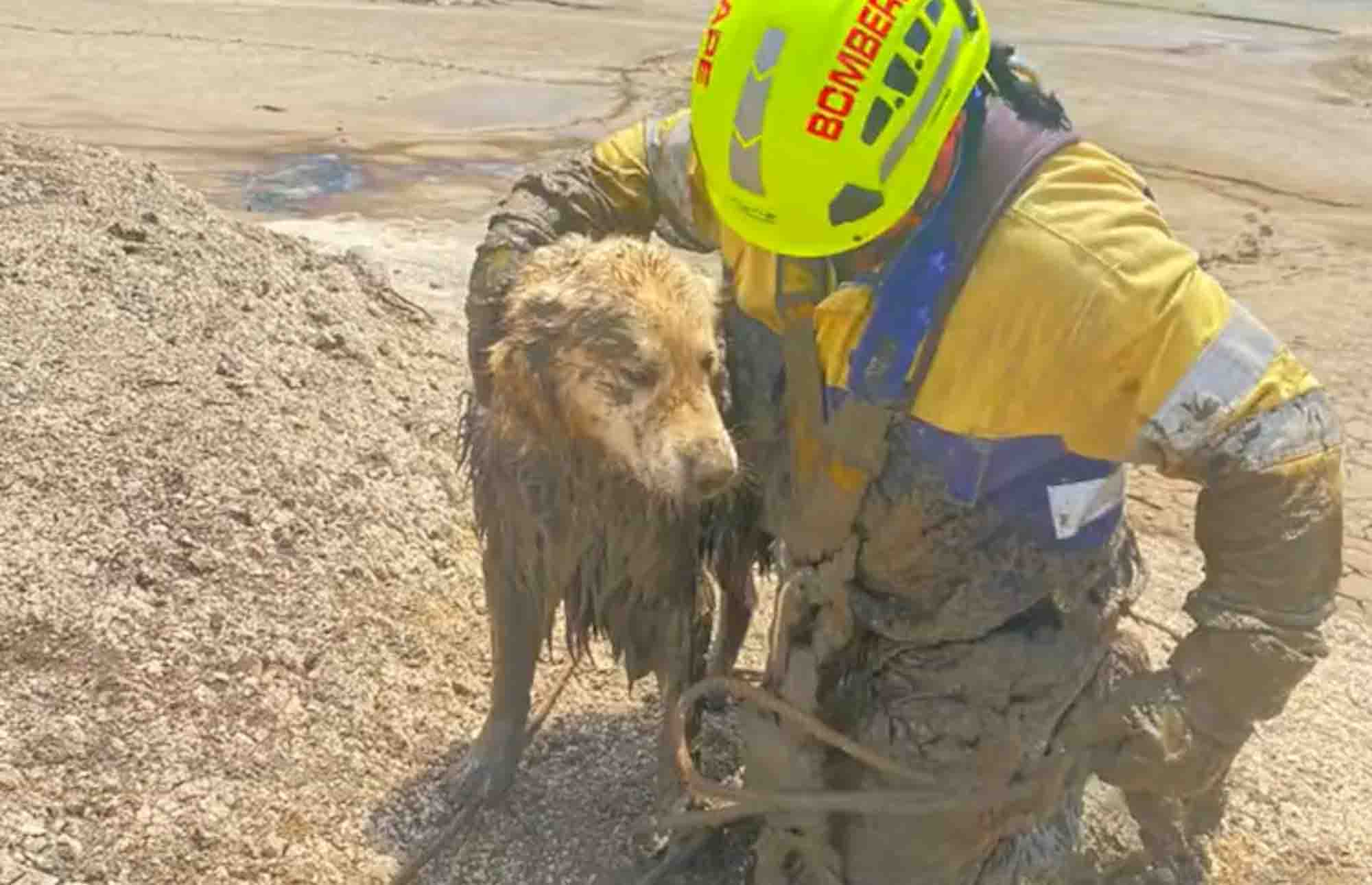 Rescuers Save Dog Traped In Muddy Bog After Chasing Seagulls