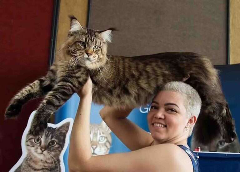 Read more about the article Huge Brazilian Cat In Bid To Be Crowned World’s Biggest