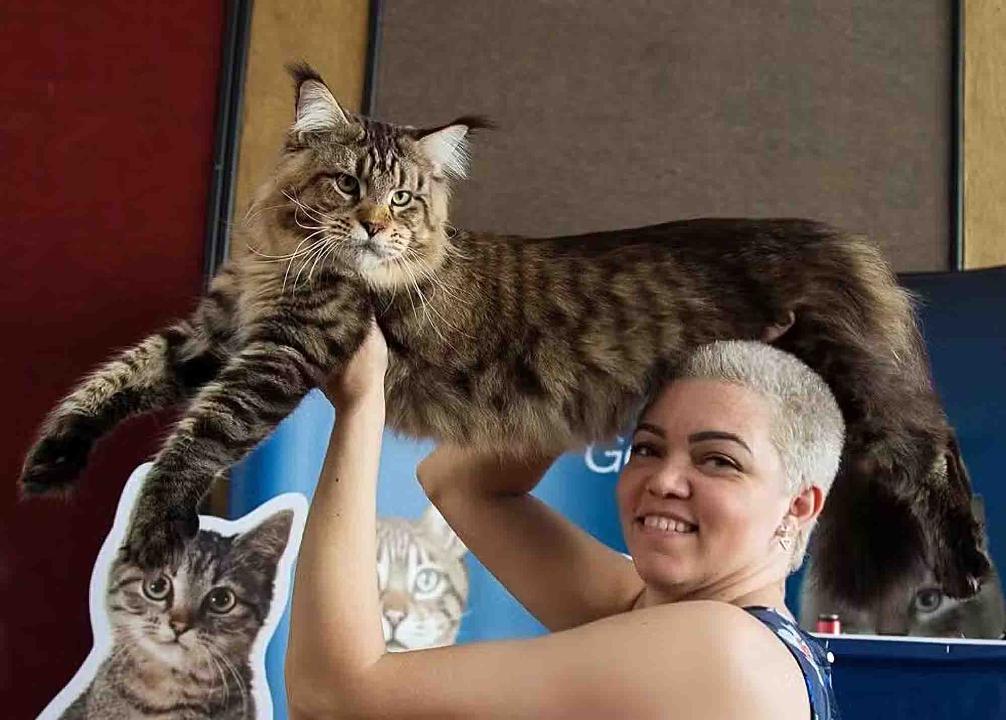 Huge Brazilian Cat In Bid To Be Crowned World’s Biggest