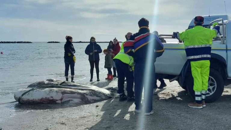Read more about the article Giant One-Tonne Sunfish Washes Up On Beach