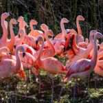 60 Flamingos Move To New Home With Private Shuttle Service