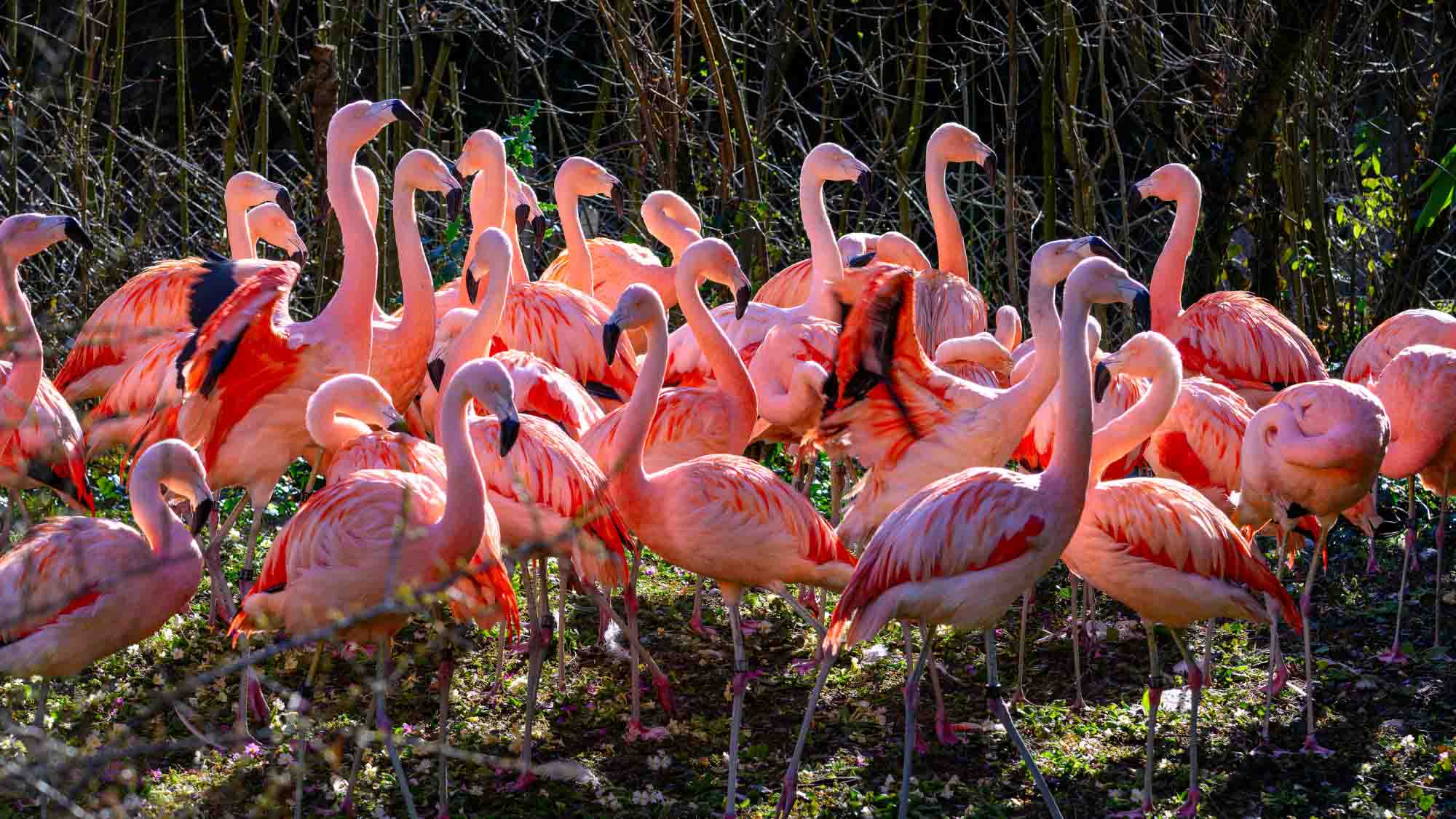 60 Flamingos Move To New Home With Private Shuttle Service