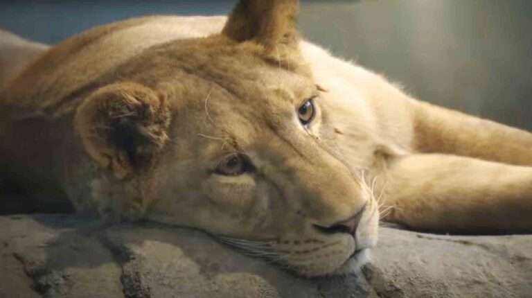 Read more about the article Bungling Japanese Zoo Mistook Lioness For Male