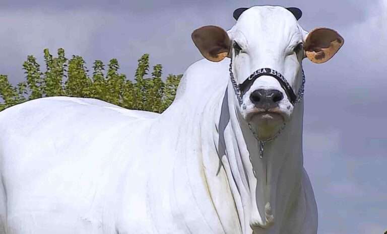 Read more about the article Brazilian Cow Sets Guinness Record As World’s Most Expensive