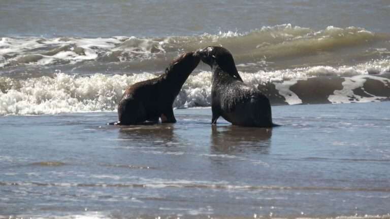 Read more about the article Tender Moment Rescued Sea Lions Are Released Into The Wild