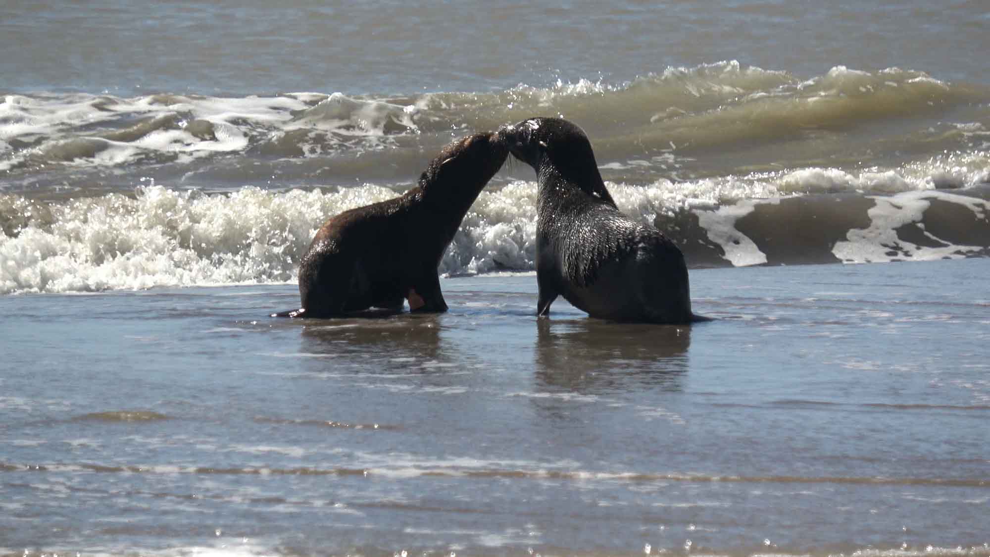 Tender Moment Rescued Sea Lions Are Released Into The Wild