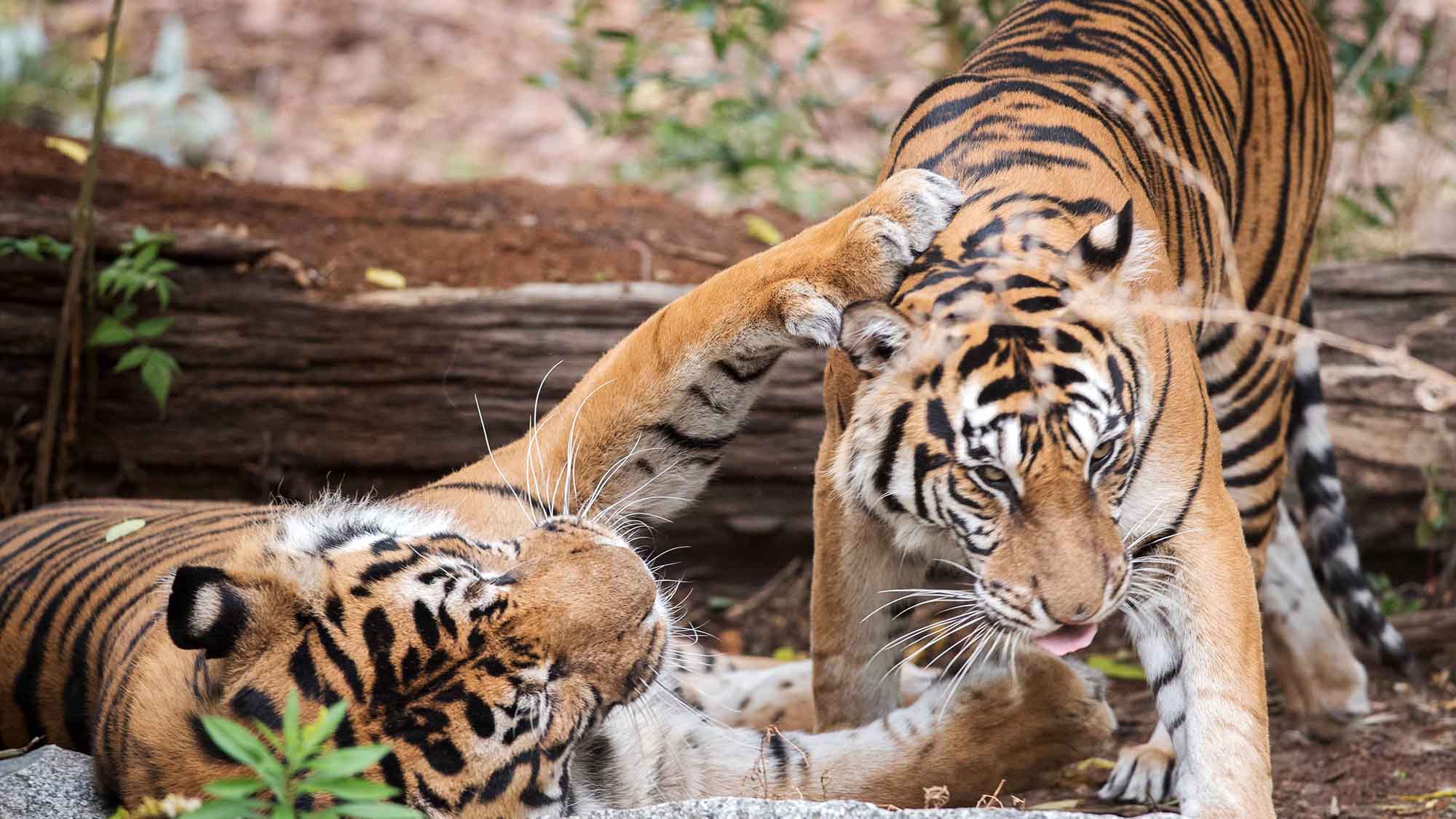 Adorable Clip Shows Critically Endangered Newborn Sumatran Tiger Cubs Cuddling Up With Mum