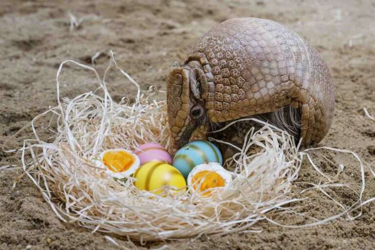 Read more about the article Adorable Armadillo’s Easter Egg Treats Before Health Check