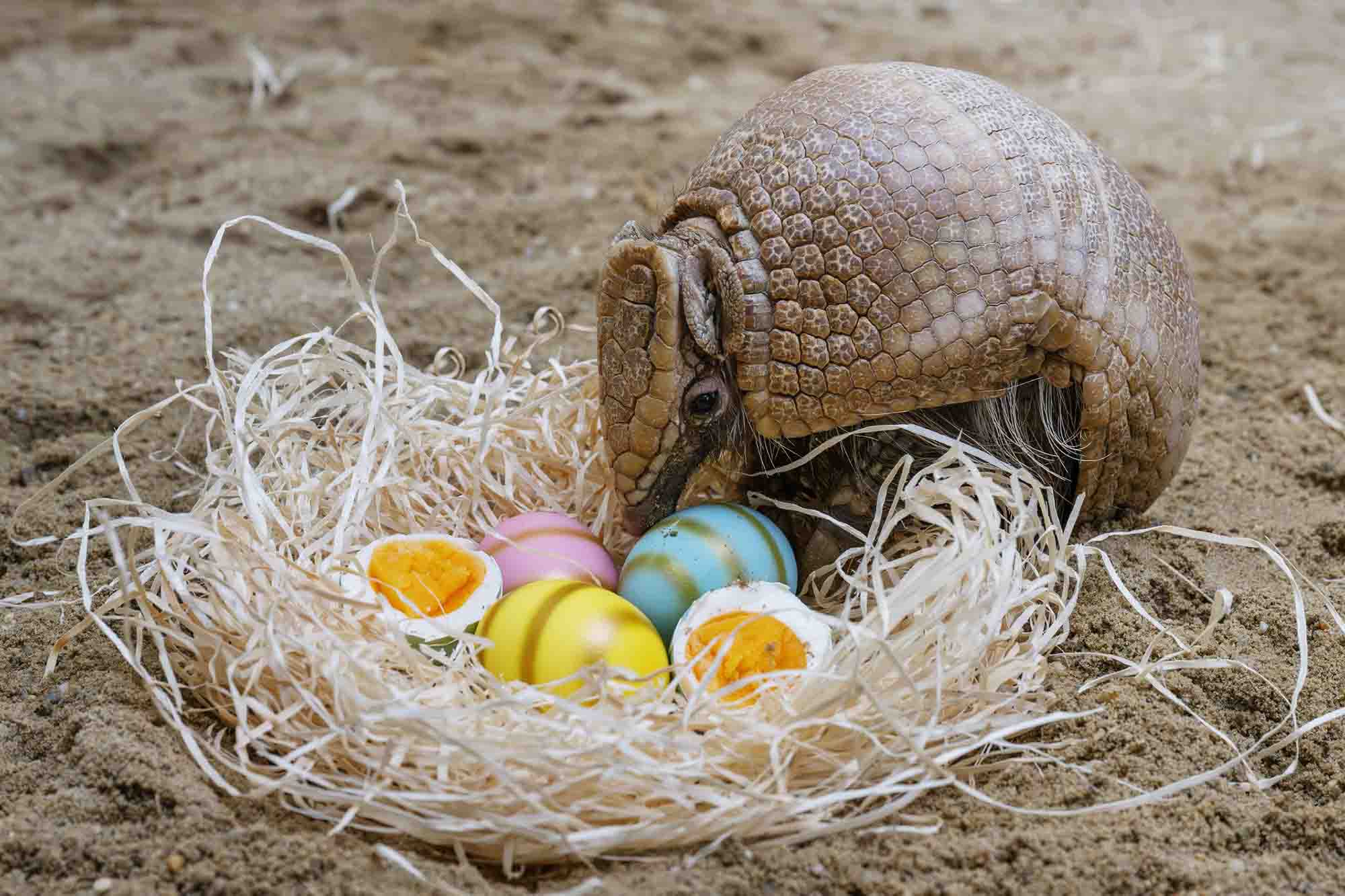 Adorable Armadillo’s Easter Egg Treats Before Health Check