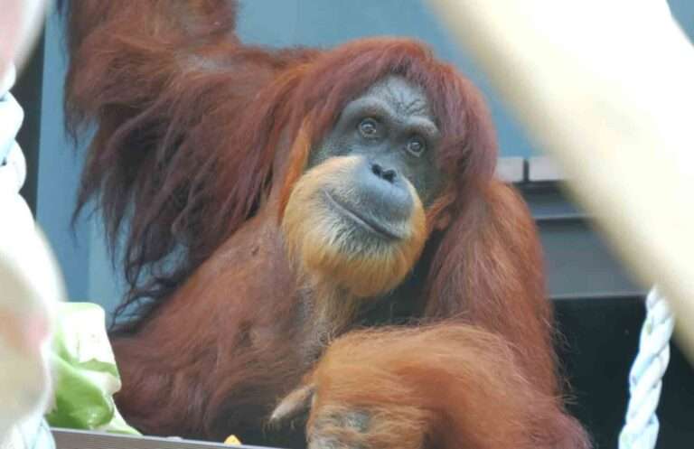 Read more about the article Oldest Sumatran Orangutan In Japan Dies Aged 54
