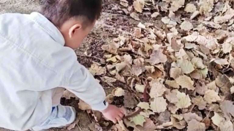 Read more about the article Mushroom-Hunting Child Finds A Live Snake Instead