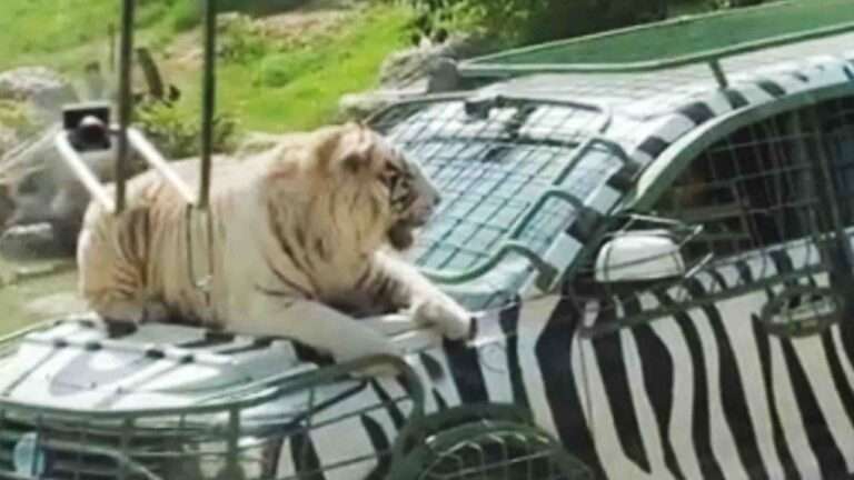 Read more about the article Lazy Big Cat Hitches A Lift Around Safari Park