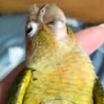 Parrot Takes Hours To Recover After Suffering Electric Shock While Chewing Wires