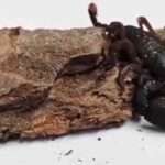Customs Detect Venomous Emperor Scorpion In Timber Shipment