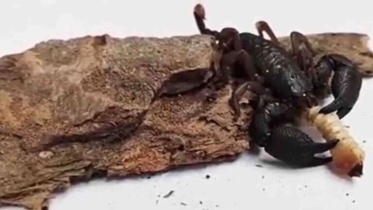 Read more about the article Customs Detect Venomous Emperor Scorpion In Timber Shipment