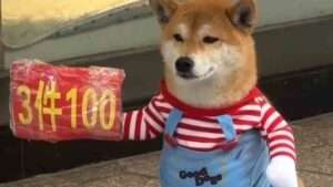 Clothing Store Owner ‘Employs’ Shiba Inu Dog As Greeter, Says It Earns GBP-300 Monthly Salary
