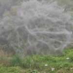 Giant ‘Spider Web’ Covering Bush Amazes Man In China
