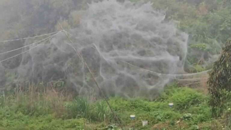 Read more about the article Giant ‘Spider Web’ Covering Bush Amazes Man In China