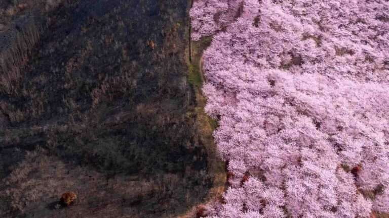 Read more about the article Cherry Trees Blossom Next To Forest Devastated By Fire As Mountain’s Nature Slowly Heals