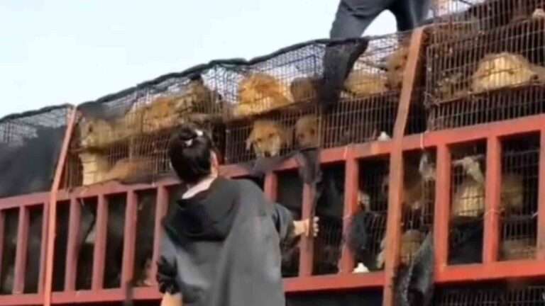 Read more about the article Thousands Of Dogs Stuffed Into Cages Rescued From Butcher’s By Outraged Motorists