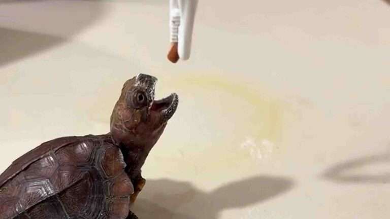Read more about the article Constipated Turtle Hilariously Tricked Into Taking Nasty-Tasting Medicine