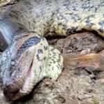 Experts Say Famous 20ft Anaconda Ana Julia Found Dead In Rainforest Passed Away Naturally