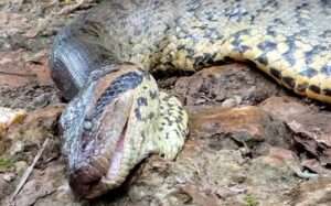 Experts Say Famous 20ft Anaconda Ana Julia Found Dead In Rainforest Passed Away Naturally