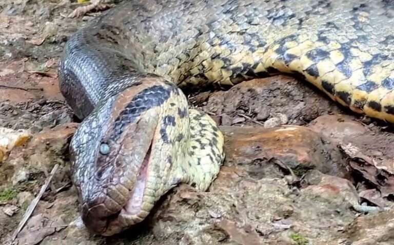 Read more about the article Experts Say Famous 20ft Anaconda Ana Julia Found Dead In Rainforest Passed Away Naturally