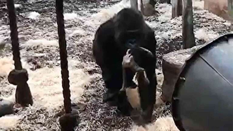 Mourning Gorilla Mum Gives Up Her Stillborn Baby After Weeks Of Carrying It Around