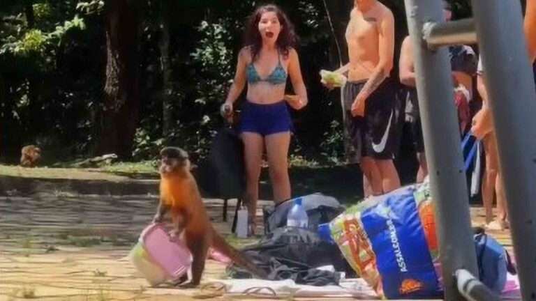 Cheeky Monkeys Steal Plastic Containers Full Of Fruit From Tourists