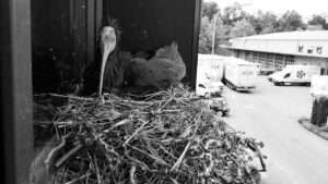 Police Probe Mystery Death Of Rare Ibis