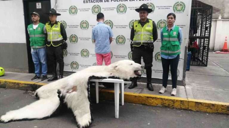 Read more about the article Police Seize Man Selling Polar Bearskin Rug